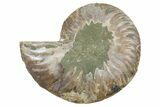 Cut & Polished Ammonite Fossil (Half) - Madagascar #354188-1